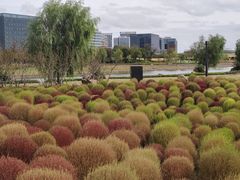 -春花秋色城市公园