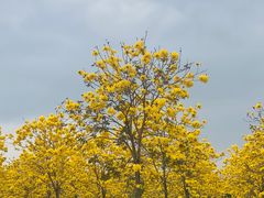 -天适樱花悠乐园