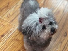 -志龙皇冠吃货椰子铺