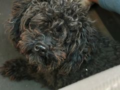 -宠福鑫康馨动物医院·骨科·眼科