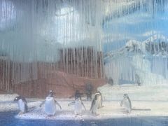 -海合安成都极地海洋公园