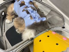 -伟伟宠物医院·CT影像中心·瑞派犬猫综合性门诊(汉口总院)