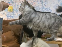 -李小姐の猫咖啡馆(五角场店)