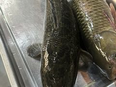 -金三可市井水煮鱼(金碧园店)