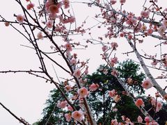 -桃花涧