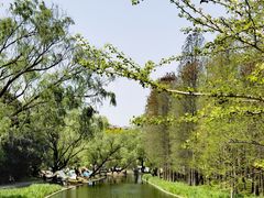 -上海共青森林公园