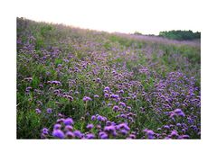 -紫颐香薰山谷景区