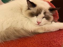 -猫腻·猫咖·撸猫馆(星光大道店)