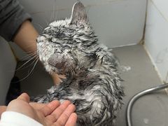 -安安宠医·臻爱宠物医院·宠保定点(营门口路分院)