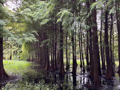 -溱湖国家湿地公园