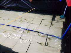 -小象钓虾·营地烧烤(洛溪店)