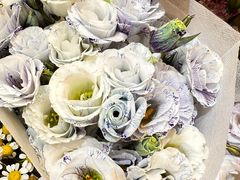 -双季花艺园艺市场(浦东店)