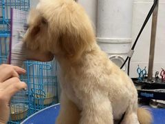 -乐琪宠物医院·犬猫专科·骨外科·急重症