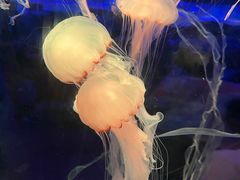 -北海海底世界