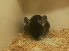 -龙猫仔乐园(惠福东路店)