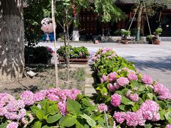 -古大圣慈寺