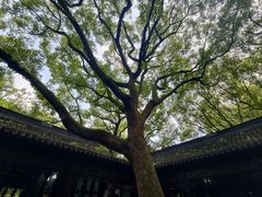 -上海醉白池公园