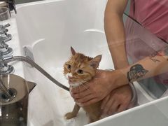 -爱洗澡的猫(望京店)