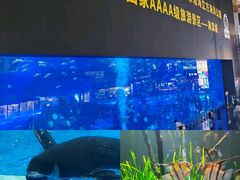 -海合安成都极地海洋公园