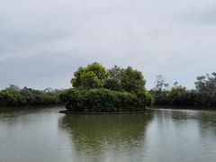 -大湾区中央湿地公园