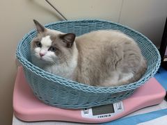 -纳吉亚猫专科动物医院博雅分院