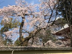 -醍醐寺
