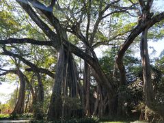 -瑞丽独树成林风景区