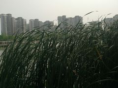 -新江湾城公园