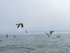 -星海湾跨海大桥