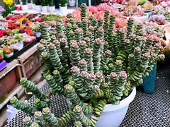 -三圣花乡旅游区