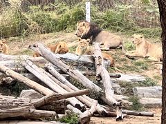 -北京野生动物园