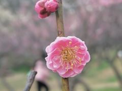 -无锡梅园公园
