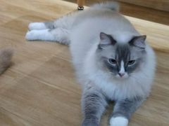 -滚猫咖啡·猫咖·猫友好撸猫(未来城店)