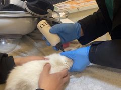 -立德异宠动物医院.兔鸟爬.内窥镜(天河店)