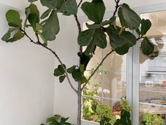 -Gigi Florist·Dk Coffee