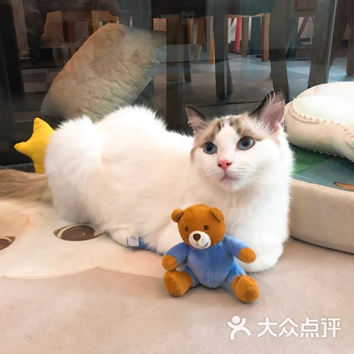 猫公馆图片