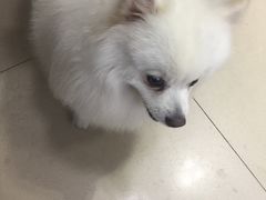 -瑞派宠物医院·24小时骨科·心脏·核磁(哈尔滨南岗店)