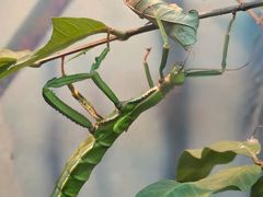 -上海大自然野生昆虫馆(东方明珠·爬宠昆虫探索中心)