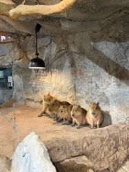 -Zoolung Zoolung动物主题公园(海信广场店)