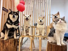-柴迷FANS CLUB·柴犬狗咖·猫咖