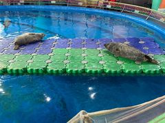 -海合安武汉极地海洋公园