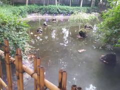 -二荆条·蜀鲜汇城市森林火锅