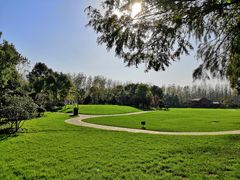 -合肥滨湖国家森林公园