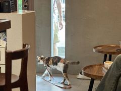 -Again Coffee Roaster(香蜜湖店)