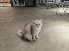 -浣熊柯尔鸭土拨鼠·电玩咖
