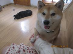 -是阿柴呀！柴犬咖啡·爱喵喵猫咖