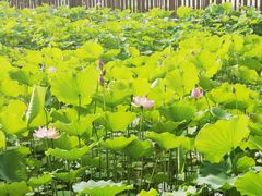 -莲花池公园