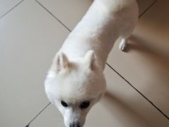 -pd派德宠物中心医院24H急重症·眼科中心·血液透析中心(嵩山北路店)