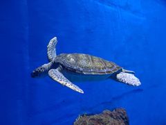 -成都浩海立方海洋公园