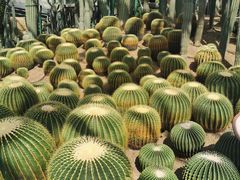 -南山植物园